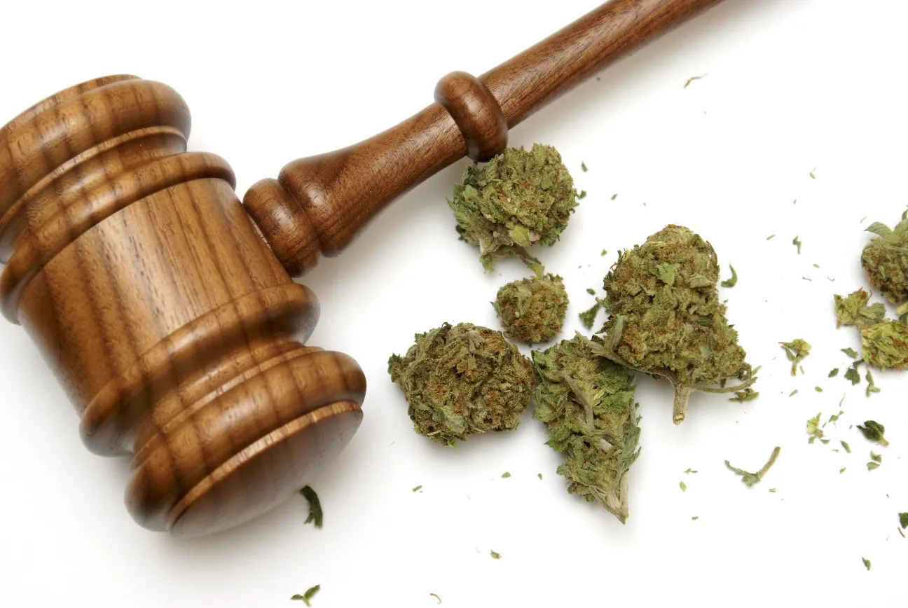 Judge’s gavel beside cannabis